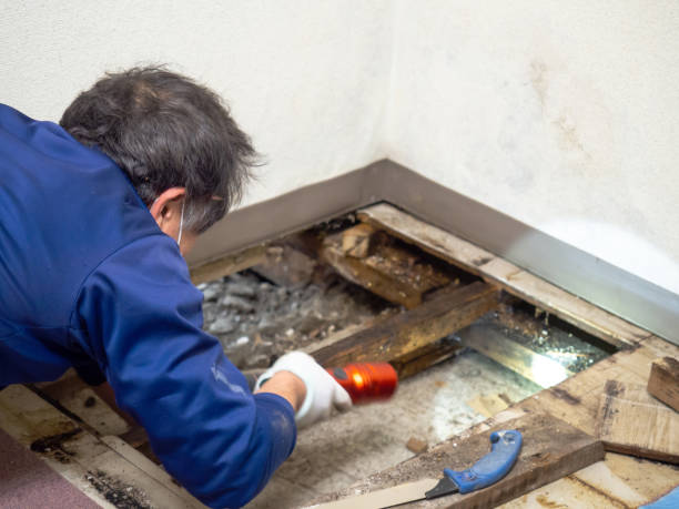 Best Mold Removal Near Me  in Warren, OH