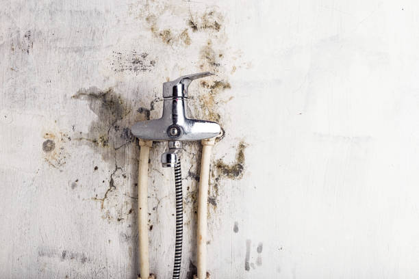 Best Mold Remediation  in Warren, OH