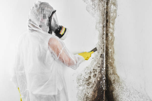 Best Mold Removal Process  in Warren, OH