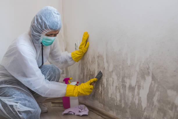Best Home Mold Removal  in Warren, OH