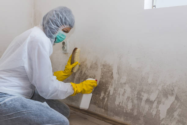 Mold Removal Process