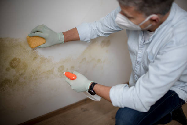 Best Mold Remediation  in Warren, OH