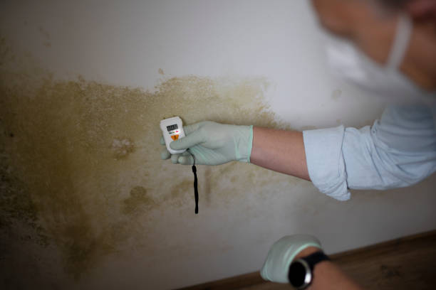 Best Commercial Mold Removal  in Warren, OH