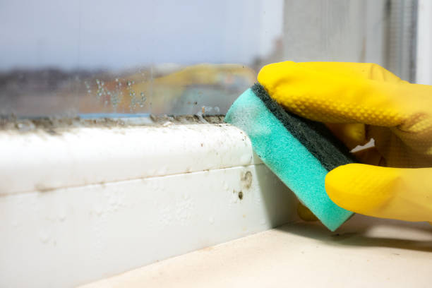 Home Mold Removal in Warren, OH