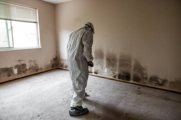 Best Residential Mold Removal  in Warren, OH