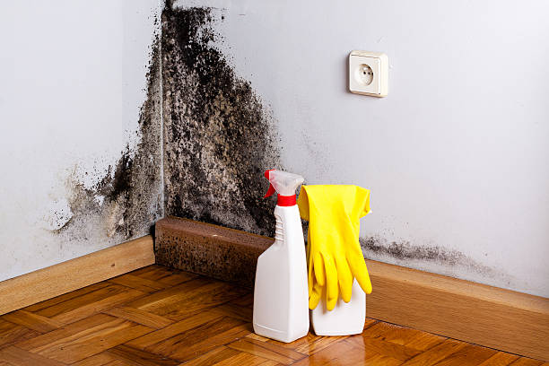 Best Affordable Mold Removal  in Warren, OH
