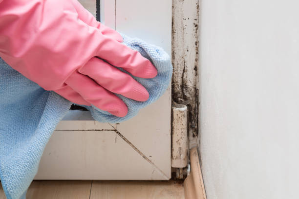 Best Affordable Mold Removal  in Warren, OH